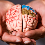 Mãos segurando um cérebro para representar o cuidado com a saúde mental com um psiquiatra e neurologista