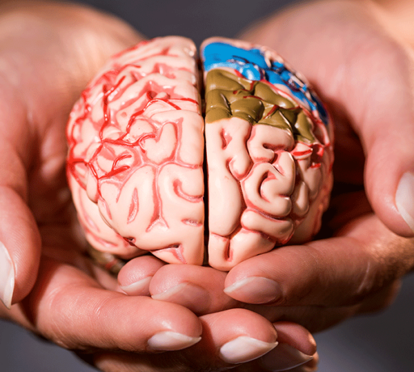 Mãos segurando um cérebro para representar o cuidado com a saúde mental com um psiquiatra e neurologista